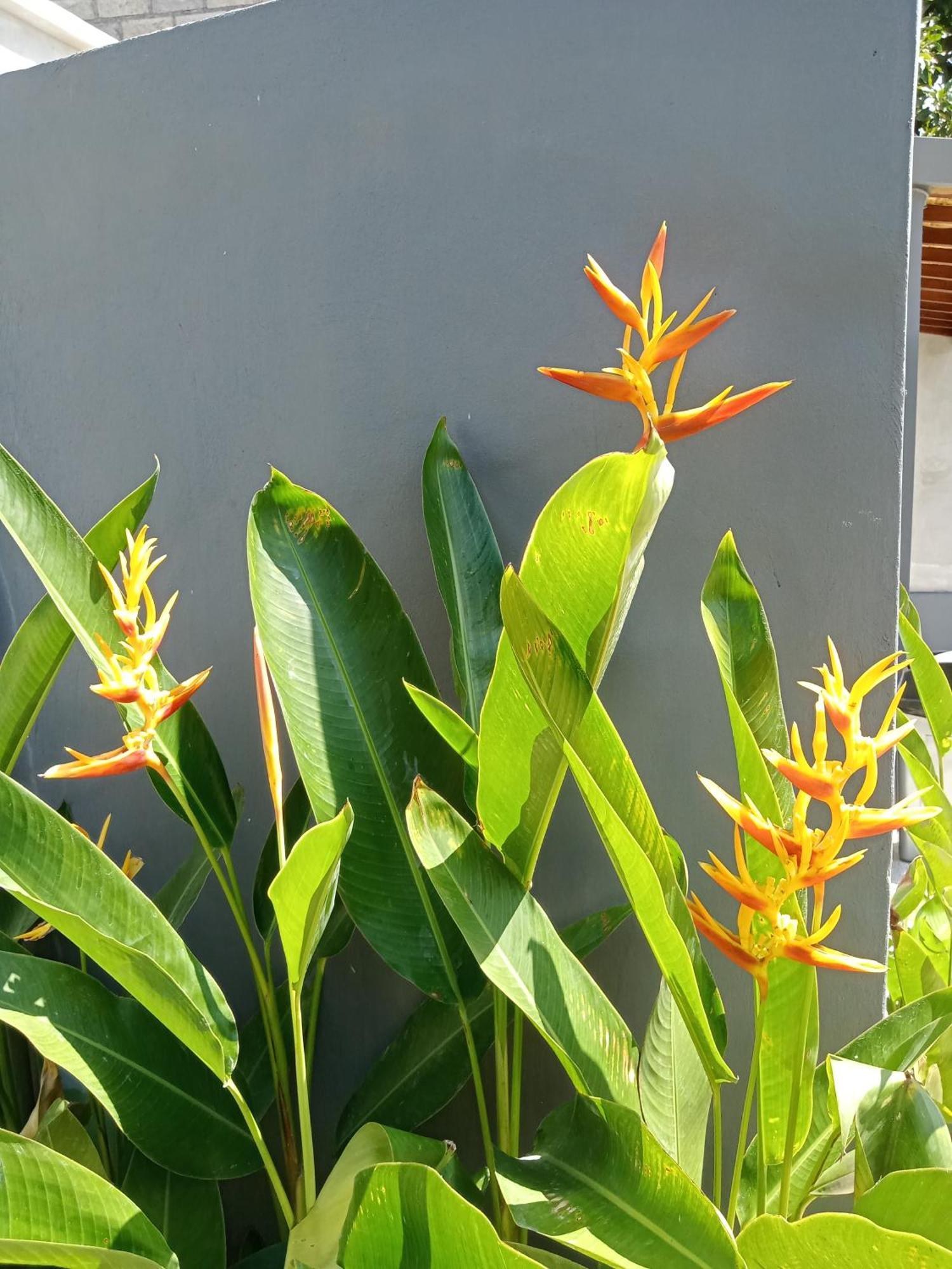 Parama Homestay Balangan ウルワツ エクステリア 写真